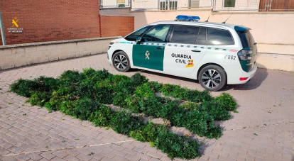 Imagen de la inspección de las plantas