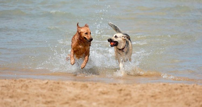 No todos los municipios costeros tienen zonas habilitadas para perros.