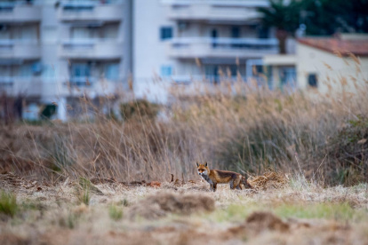 Una familia de zorros frecuenta Els Prats d’Albinyana.
