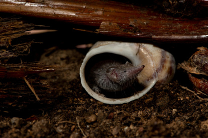 La musaraña etrusca, uno de los mamíferos más pequeños del mundo.