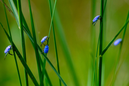 Durante las labores iniciales se encontraron una gran cantidad de escarabajos azules.