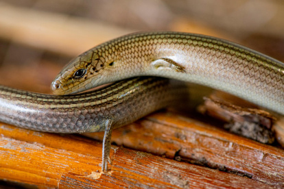 En La Pineda se mantiene una de las últimas poblaciones de eslizón tridáctilo (o bívia, por su nombre en catalán) que se conocen en Catalunya.