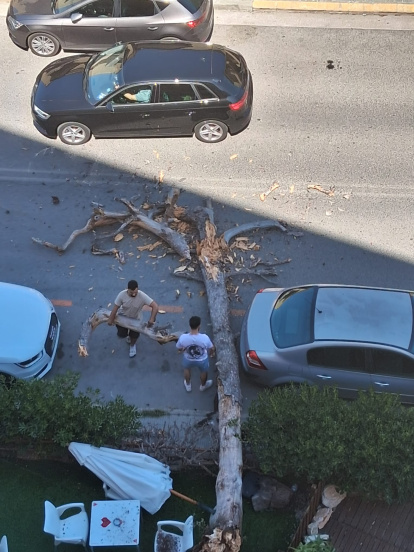 El árbol ha caído sobre la acera y parte de la calzada