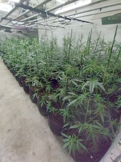 La marihuana confiscada ha sido de 450 plantas.