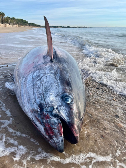 Los testigos han llamado al 112.