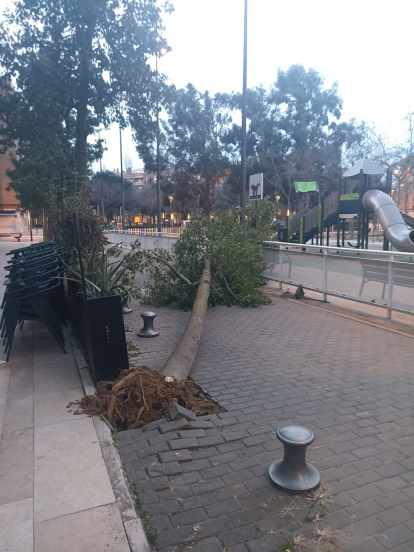 Árbol caído en la calle Mare Molas de Reus.